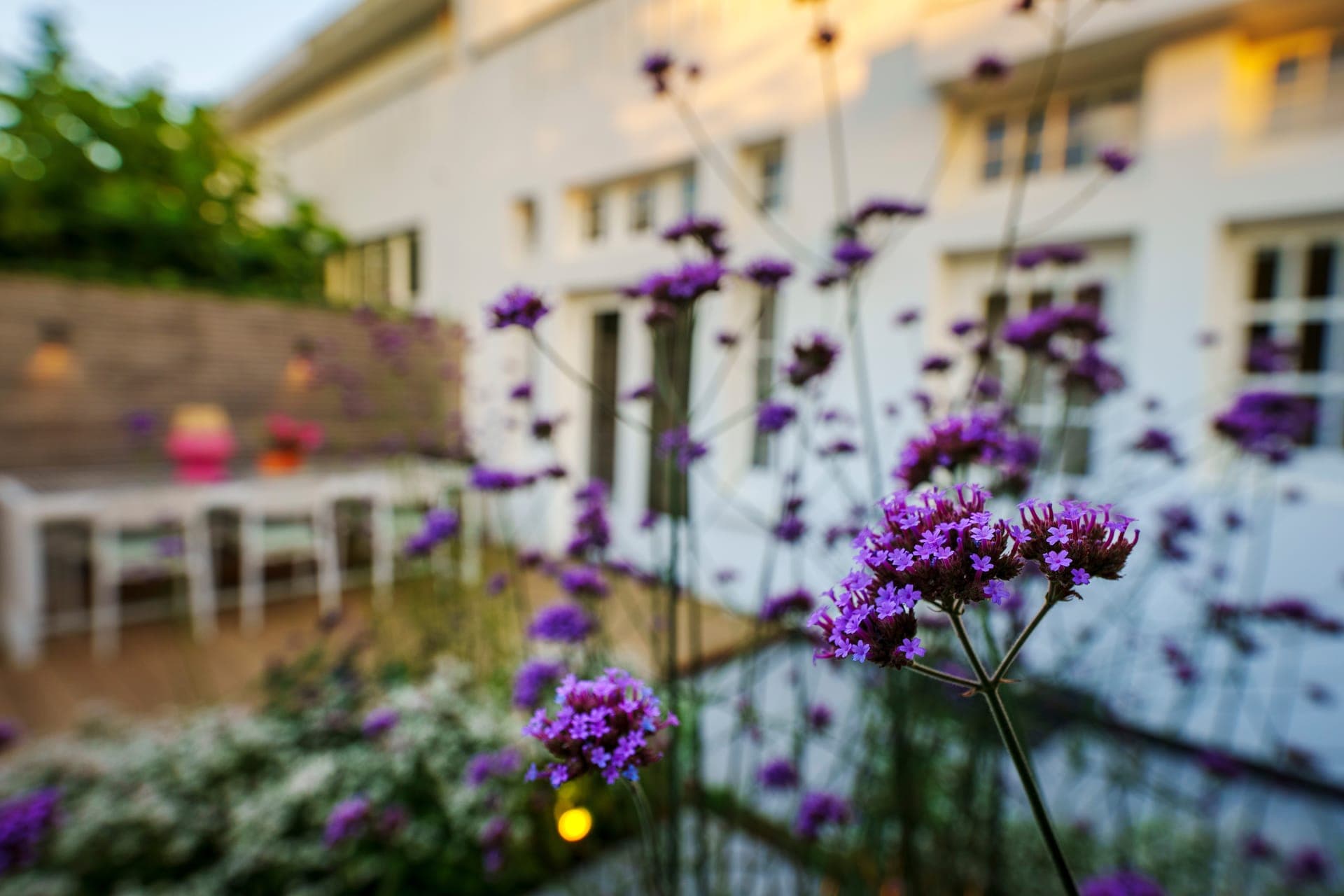 Close-up van verbena met de witte woning op de achtergrond