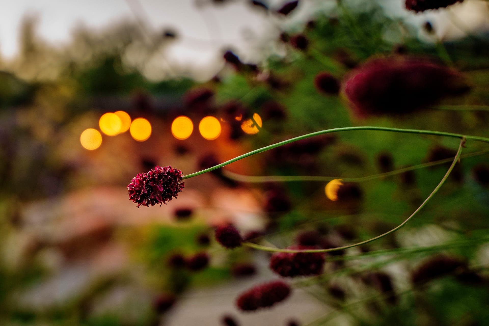 Close-up van sanguisorba met de tuinverlichting op de achtergrond
