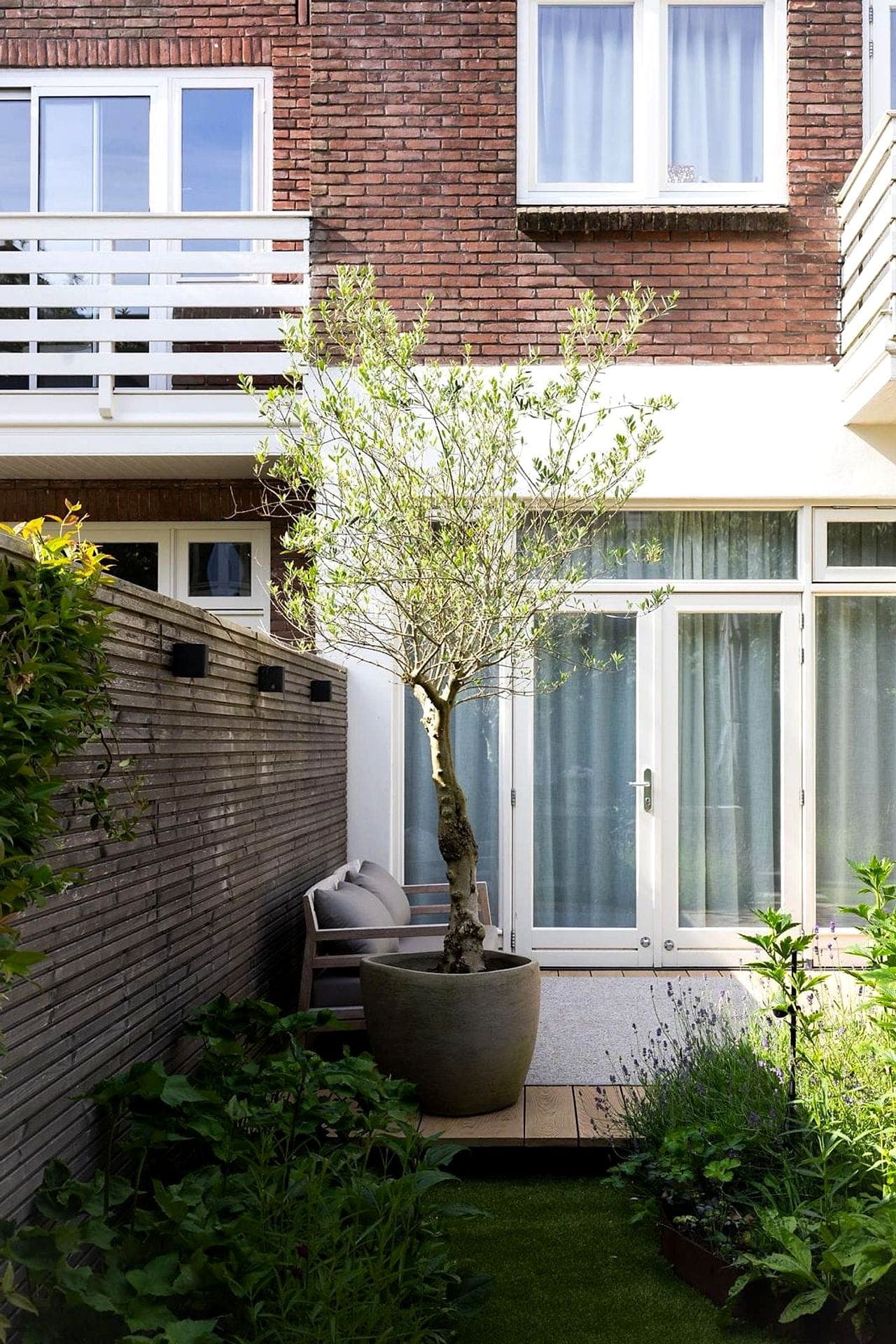 Olijfboom in pot bij de houten schutting