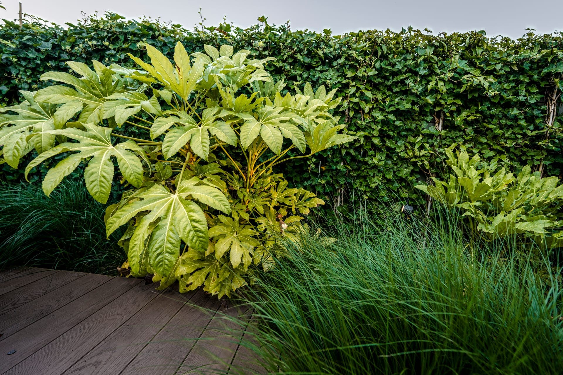 Detail van Fatsia japonica en siergrassen langs de haag
